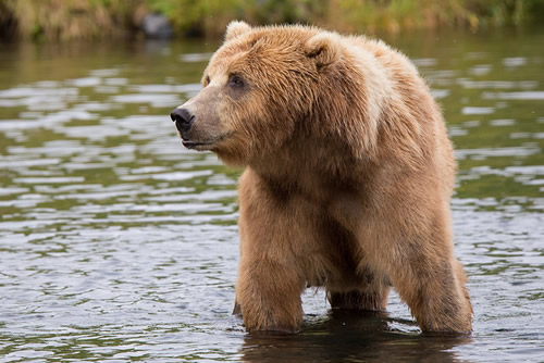Wild bear standing in water