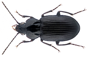 A shiny black beetle with long antennae